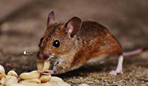 24 Hour & Emergency Exterminators in Fort Hunt, VA